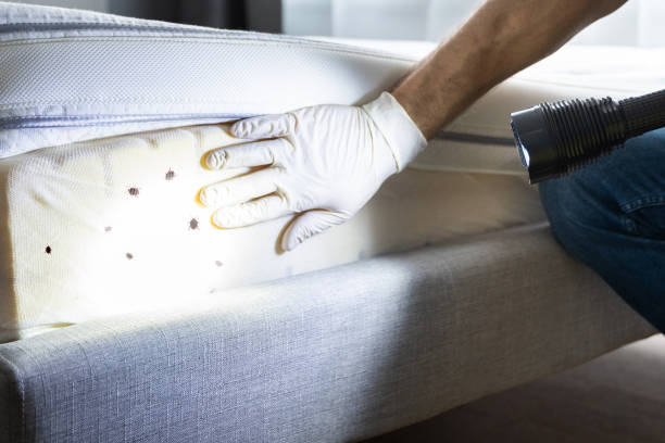 Best Cockroach Control Services  in Anaheim, CA